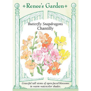 Snapdragons - Butterfly Chantilly