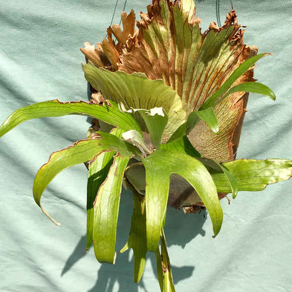 Platycerium bifurcatum - 12 inch hanging plant