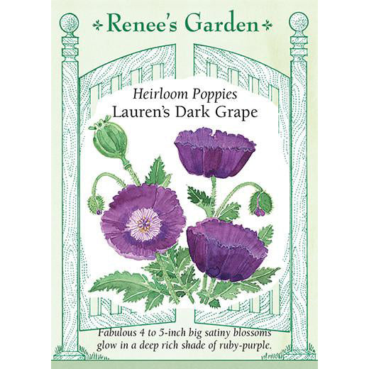 Poppies - Heirloom Lauren's Dark Grape