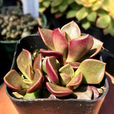 Anacampseros telephiastrum - 6 inch plant
