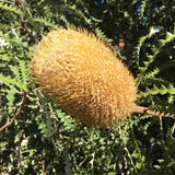 Banksia speciosa - 2 gallon plant