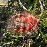 Banksia speciosa - 1 gallon plant