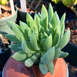 Echeveria sp. - 2 inch plant