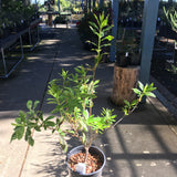 Rhododendron occidentale - 5 gallon plant