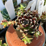 Sempervivum sp. - 4 inch plant