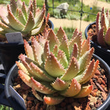 Aloe brevifolia - 4 inch plant