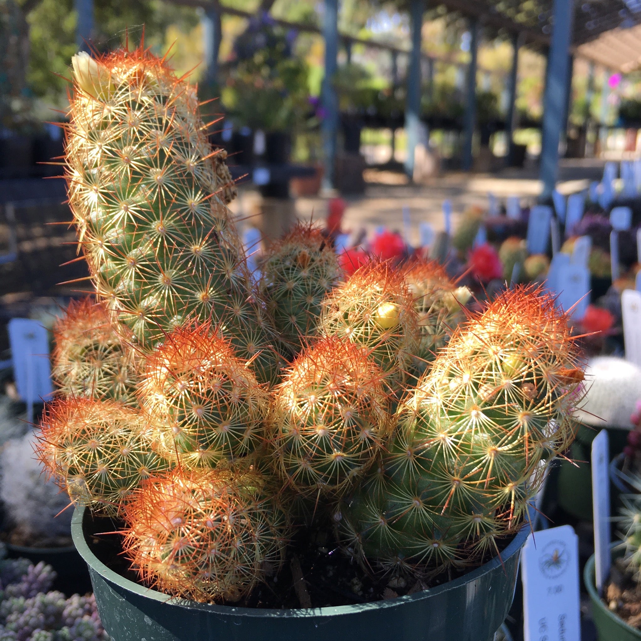 Mammillaria elongata