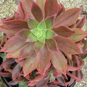 Aeonium leucoblepharum - 1 gallon plant