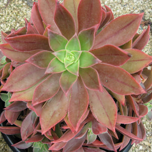 Aeonium leucoblepharum - 3.5 inch plant