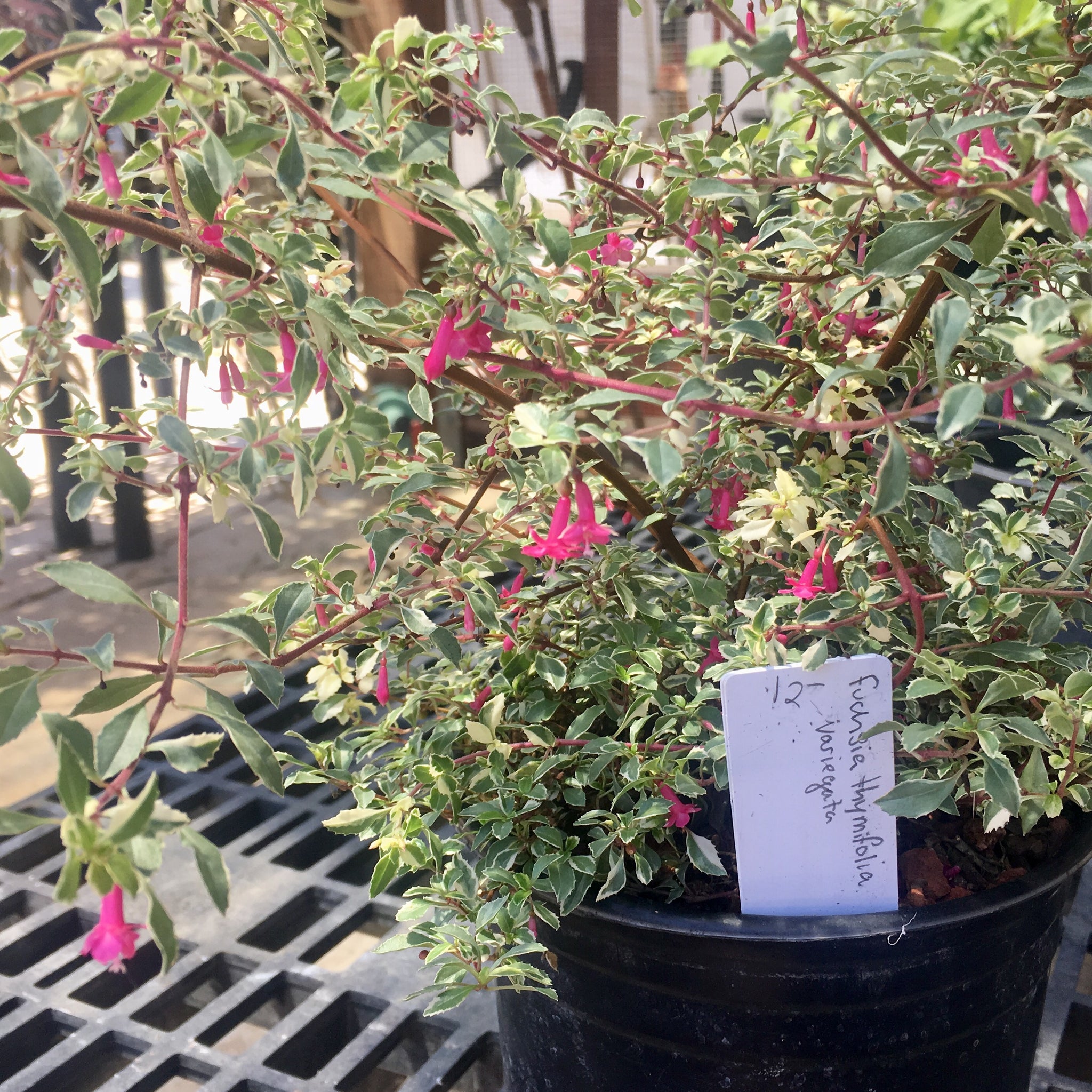 fuchsia magellanica variegata Fuchsia thymifolia 'Variegata'