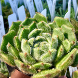 Echeveria sp. - 2 inch plant