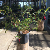 Fuchsia regia - 2 gallon plant