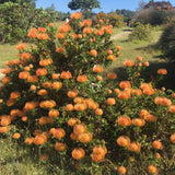 Leucospermum cordifolium 'Giant Peach' - 15 gallon plant