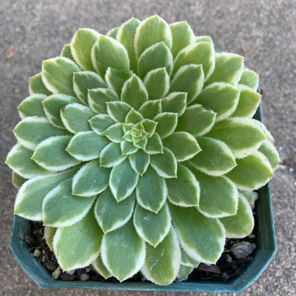 Aeonium 'Emerald Ice' - 4 inch plant
