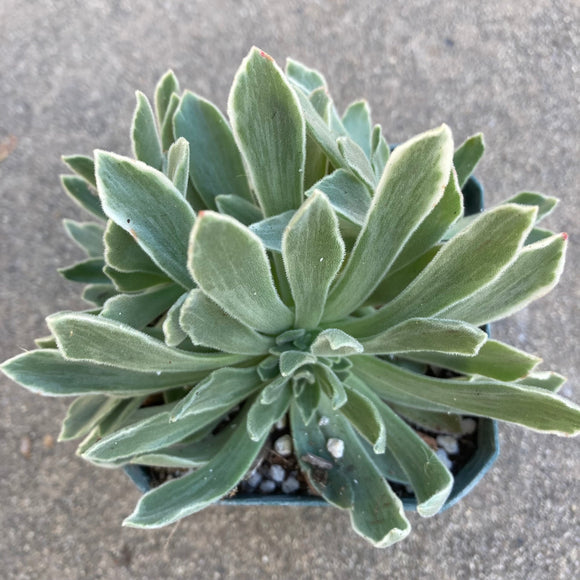 Aeonium 'Frosty' - 1 gallon plant