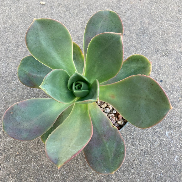 Aeonium nobile - 4.5 inch plant