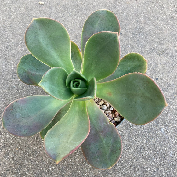 Aeonium nobile - 2 gallon plant