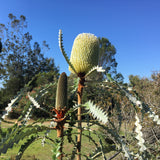 Banksia speciosa - 2 gallon plant