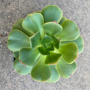 Aeonium 'Blushing Beauty' - 3.5 inch plant
