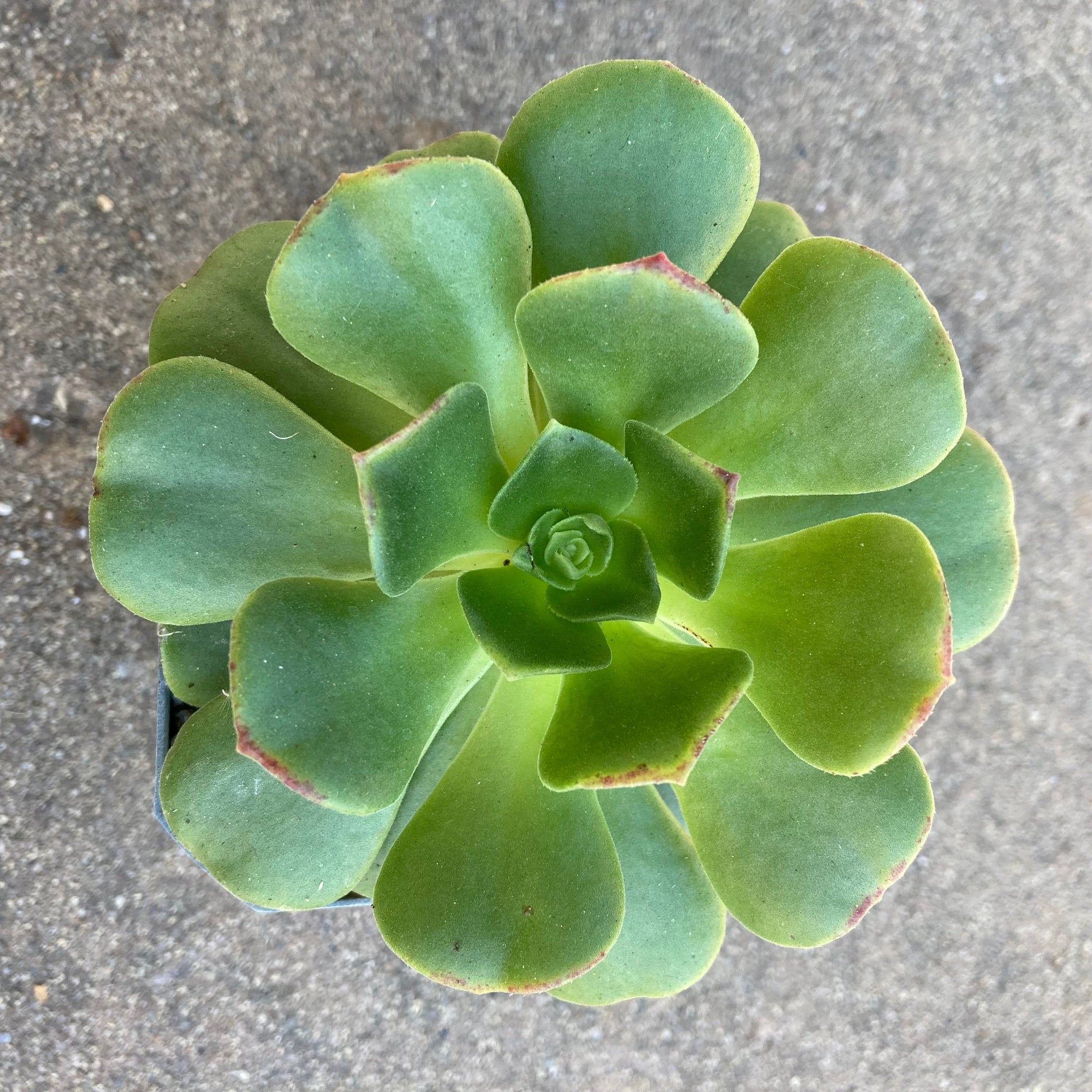 Succulents – Norrie's Gift and Garden Shop at the UC Santa Cruz