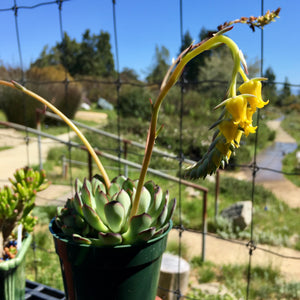 Echeveria pulidonis - 4 inch plant