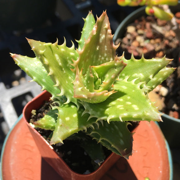 Aloe sp. - 3.5 inch plant