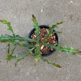 Acacia alata - 1 gallon plant