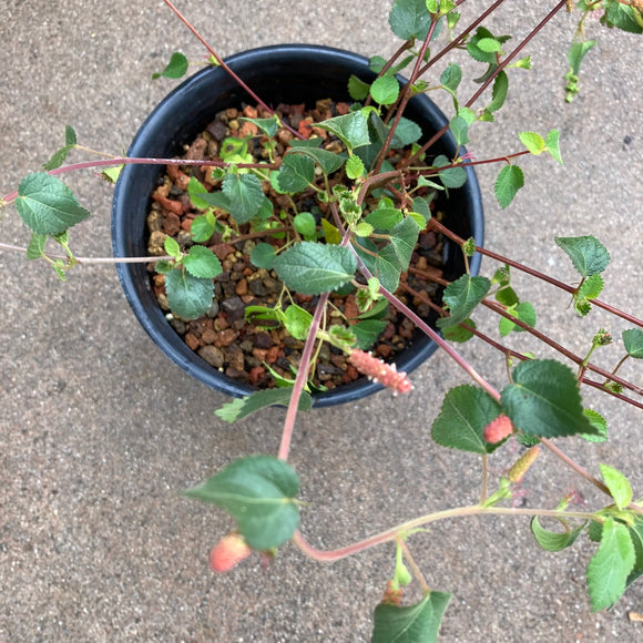 Acalypha californica - 1 gallon plant