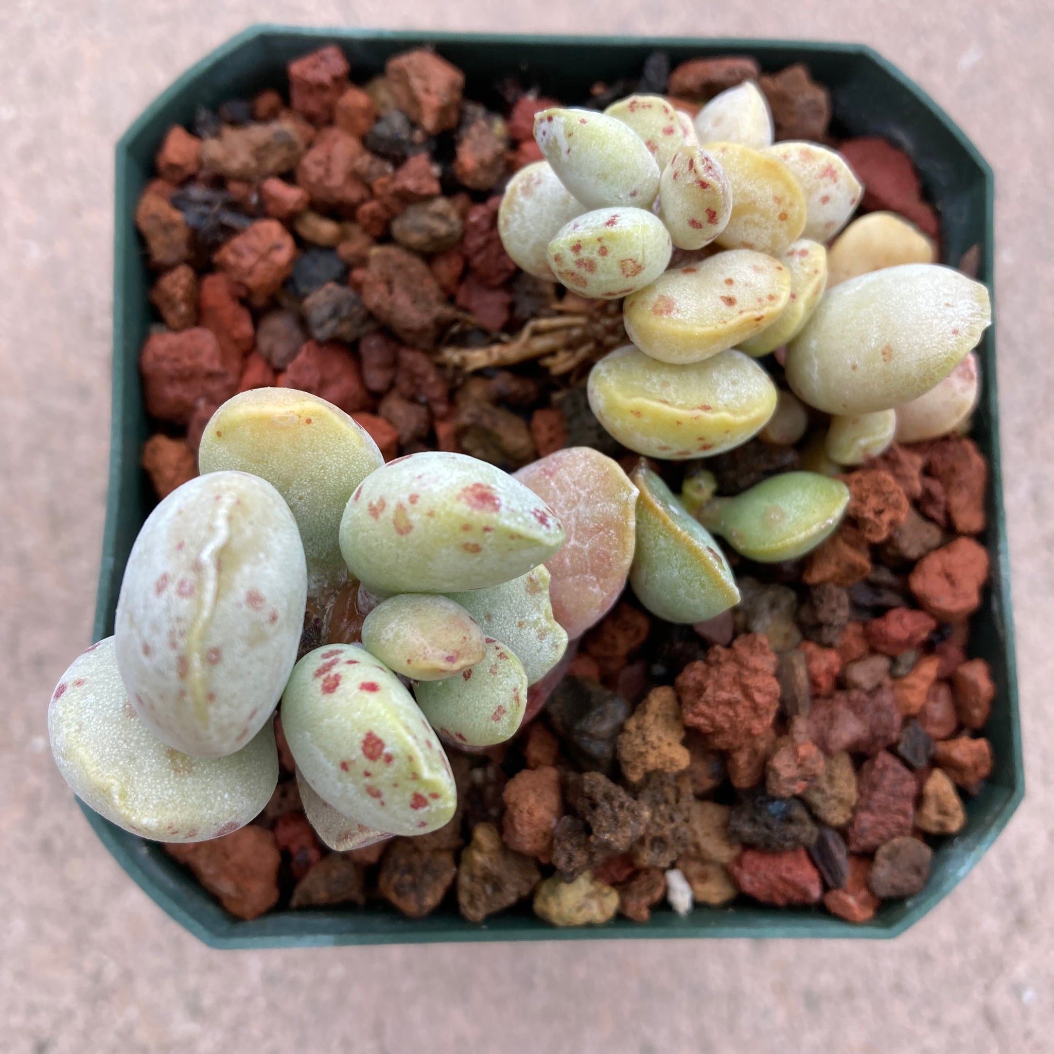 Houseplants – Norrie's Gift and Garden Shop at the UC Santa Cruz