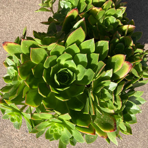 Aeonium simsii - 6 inch plant