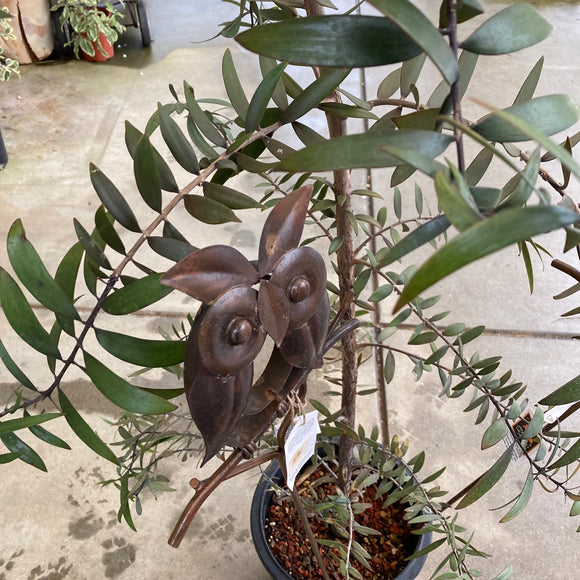 Agathis australis - 5 gallon plant