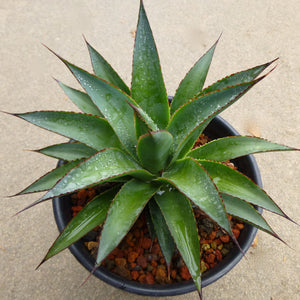 Agave 'Blue Glow' - 2 gallon plant