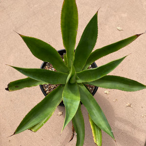 Agave mitis- 3 gallon plant