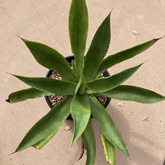 Agave mitis- 1 gallon plant