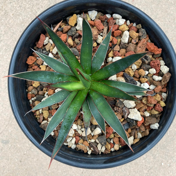 Agave ocahui seedling - 1 gallon plant