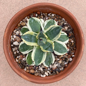 Agave parryi 'Cream Spike' - 1 gallon plant