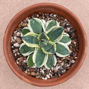 Agave parryi 'Cream Spike' - 5 inch plant