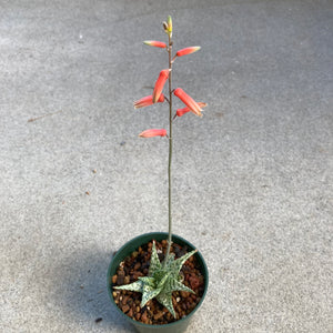 Aloe 'Delta Lights' - 4 inch plant