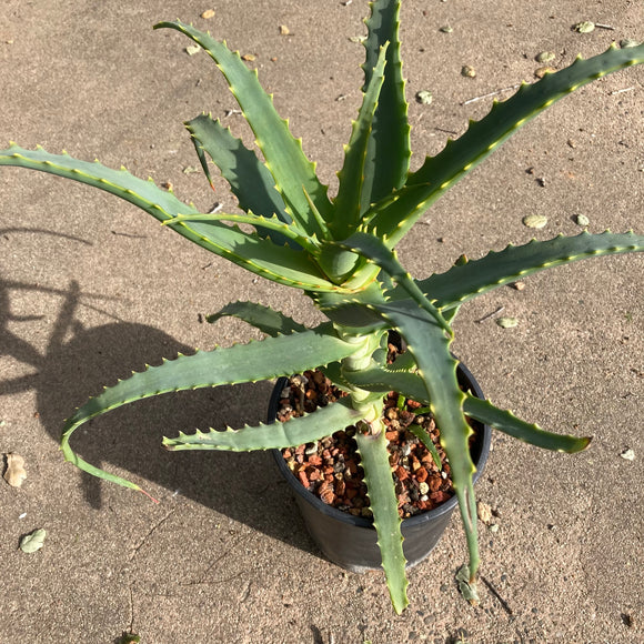 Aloe arborescens - 5 gallon plant
