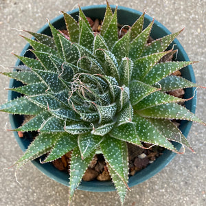 Aloe aristata - 4 inch plant