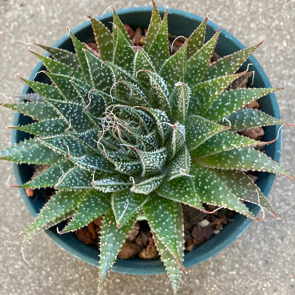 Aloe aristata - 6 inch plant