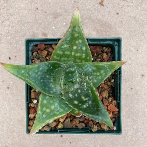Aloe greathedii var. davyana - 1 quart plant