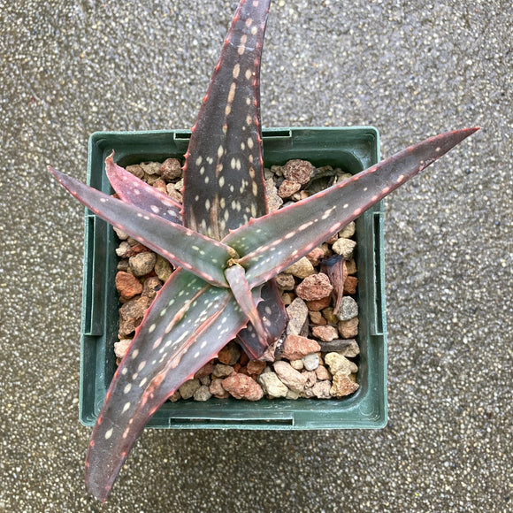 Aloe labworana - 4 inch plant