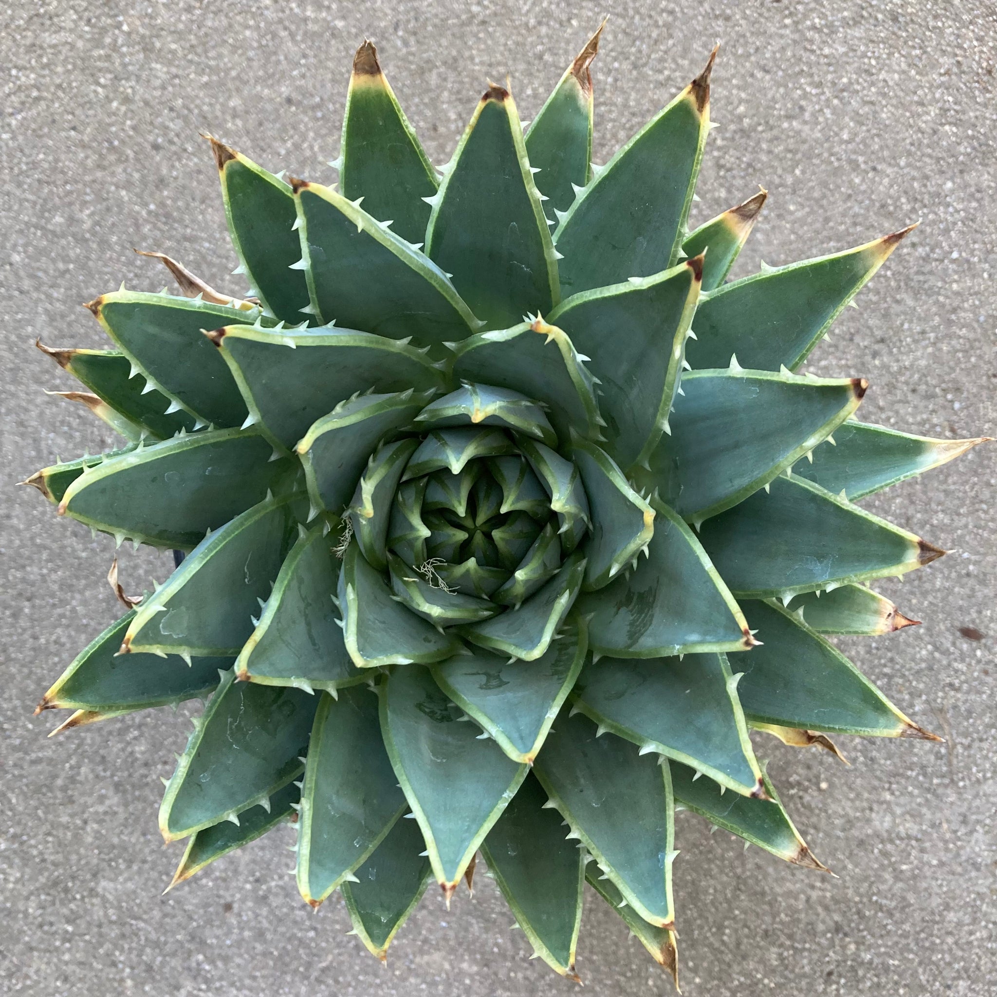 aloe vera plant intratuin Aloe polyphylla