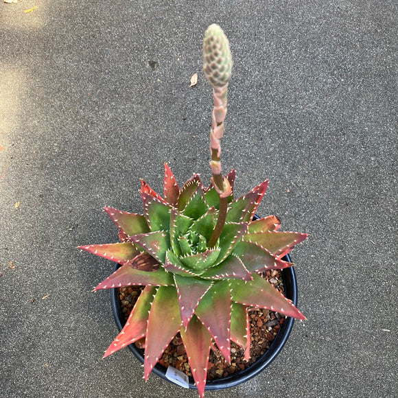 Aloe sp. hybrid - 2 gallon plant