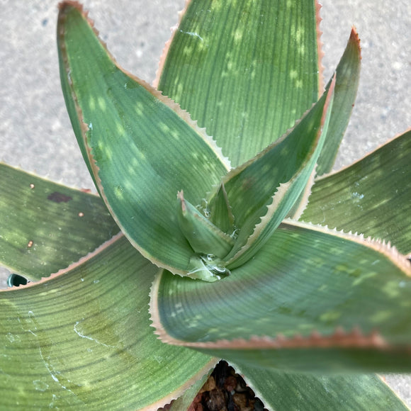 Aloe striata hybrid - 1 quart plant