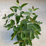 Aloysia virgata - 1 gallon plant