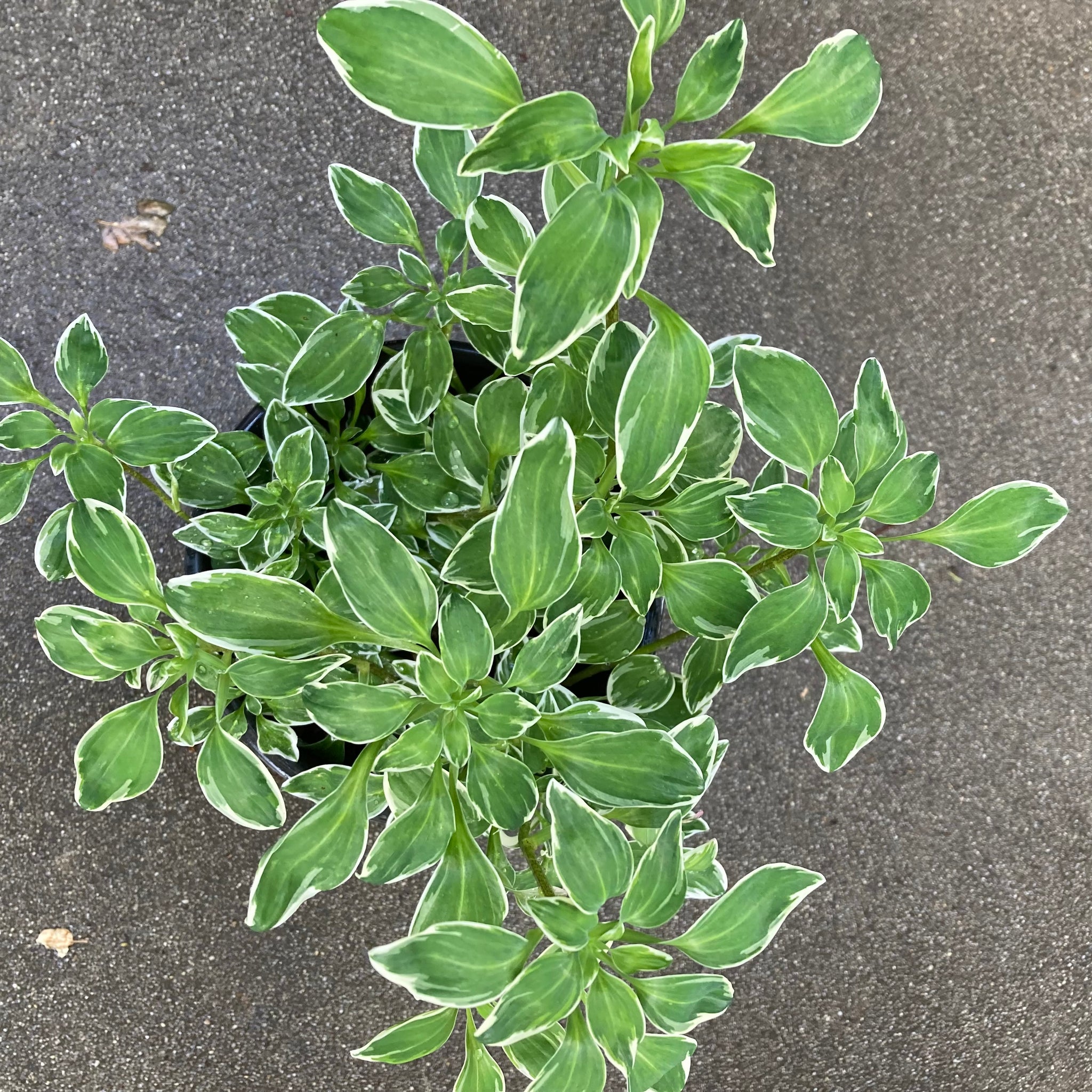 Alstroemeria psittacina 'Variegata'