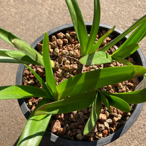 Amaryllis sp. - 1 gallon plant