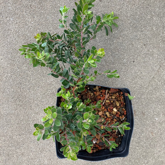 Arctostaphylos edmundsii 'Carmel Sur' - 1 gallon plant